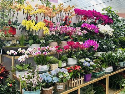 春風(fēng)有信花為禮 婦女節(jié)濟(jì)南鮮花銷售持續(xù)升溫，禮品花卉受熱捧